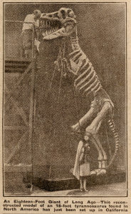 A vintage image from The Children's Newspaper Collection, depicting a large reconstructed model of an 18-foot Tyrannosaurus dinosaur skeleton. The model is being set up in by workers using scaffolding to show the scale of the model.