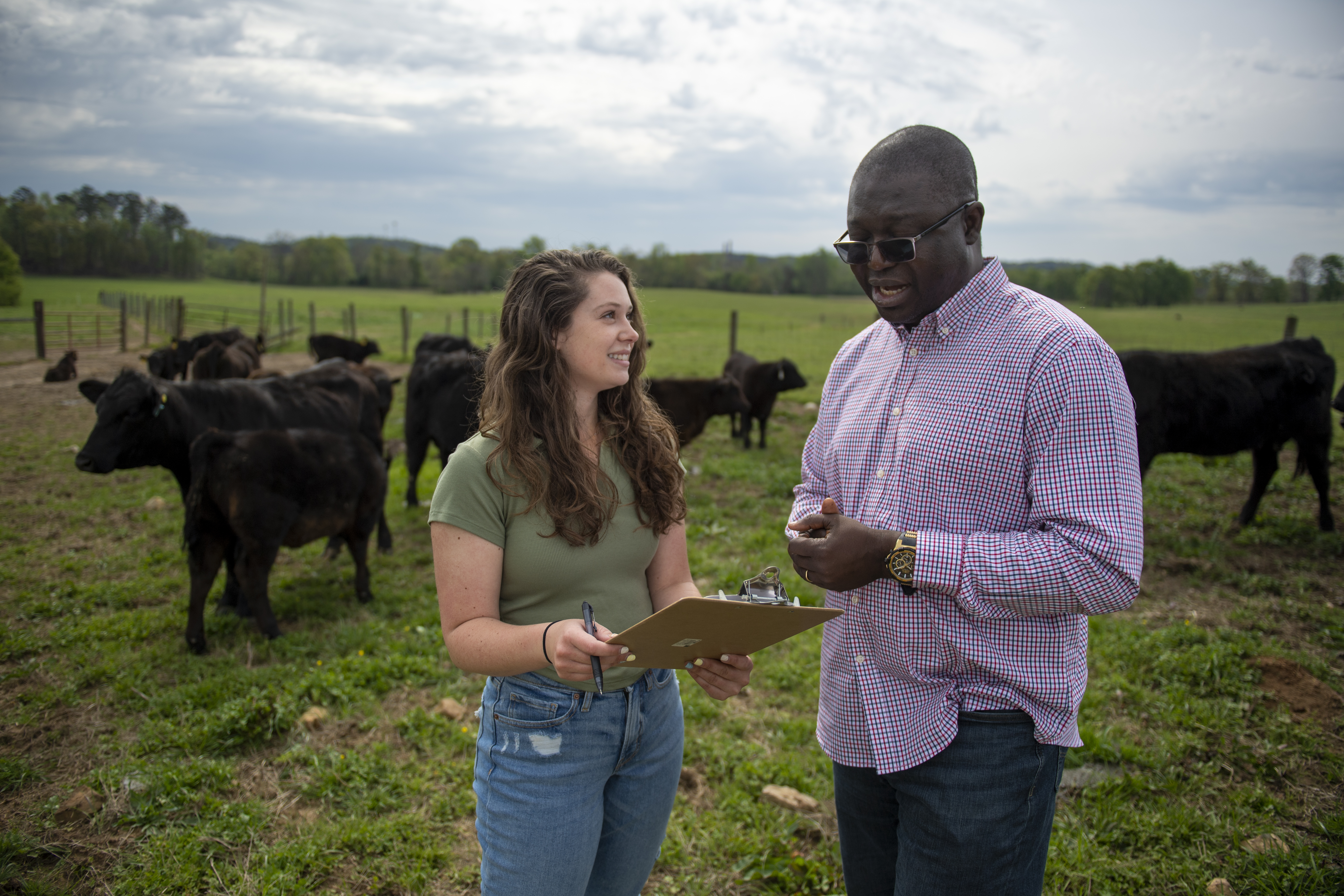Student with clipboard and faculty member standing in front of a herd of cattle.
