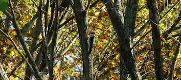 A small bird perched on the trunk of a tree surrounded by branches and autumn leaves. Sunlight filters through the foliage in the background.