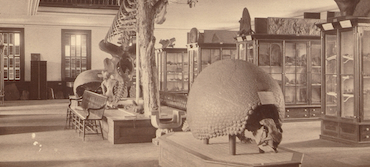 A sepia-toned vintage photograph of an old natural history museum gallery, showcasing a giant armadillo fossil shell in the foreground, a large whale skeleton, and rows of glass specimen display cases.