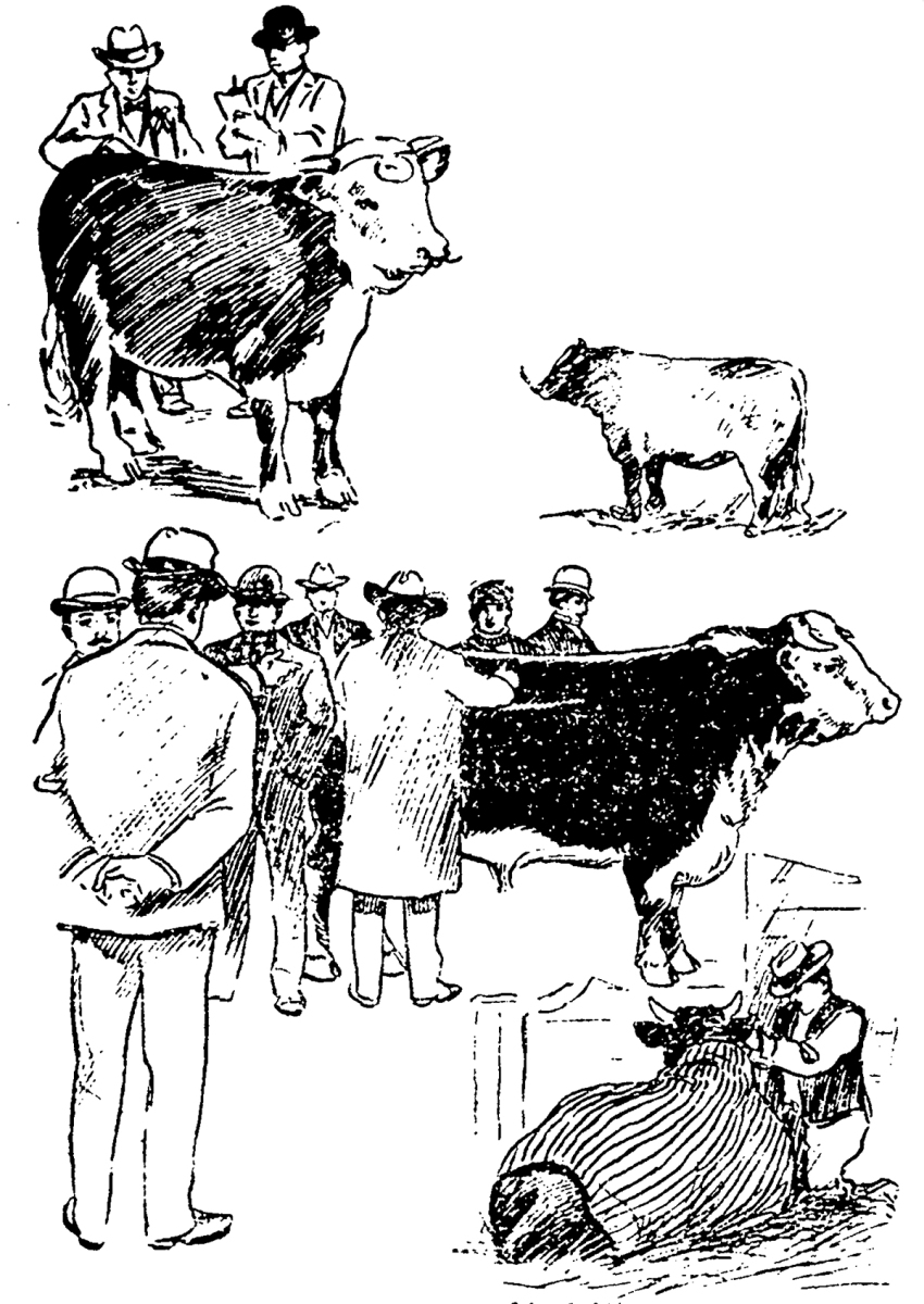Illustration of men judging cattle