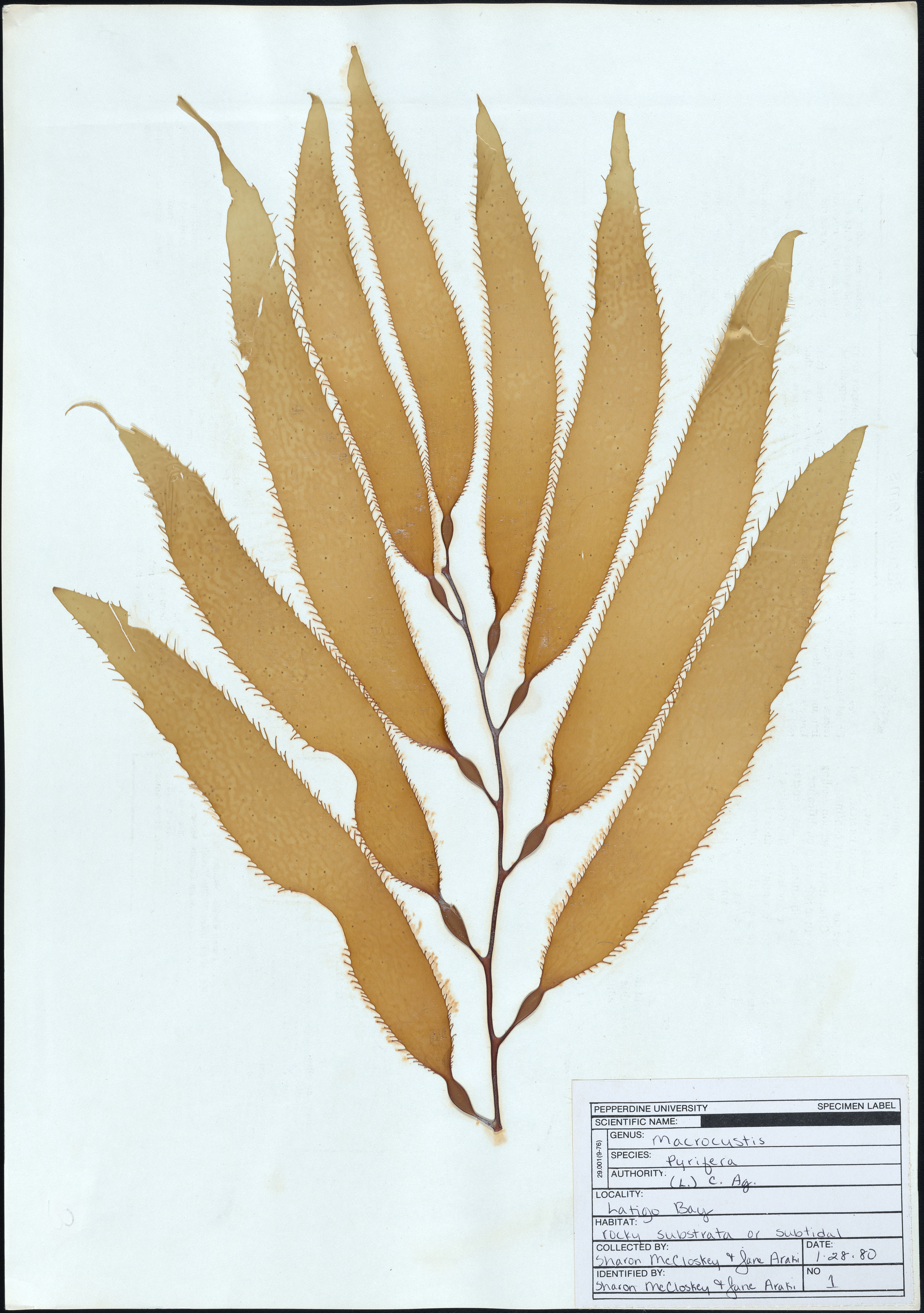 Digitized pressed algae specimen 