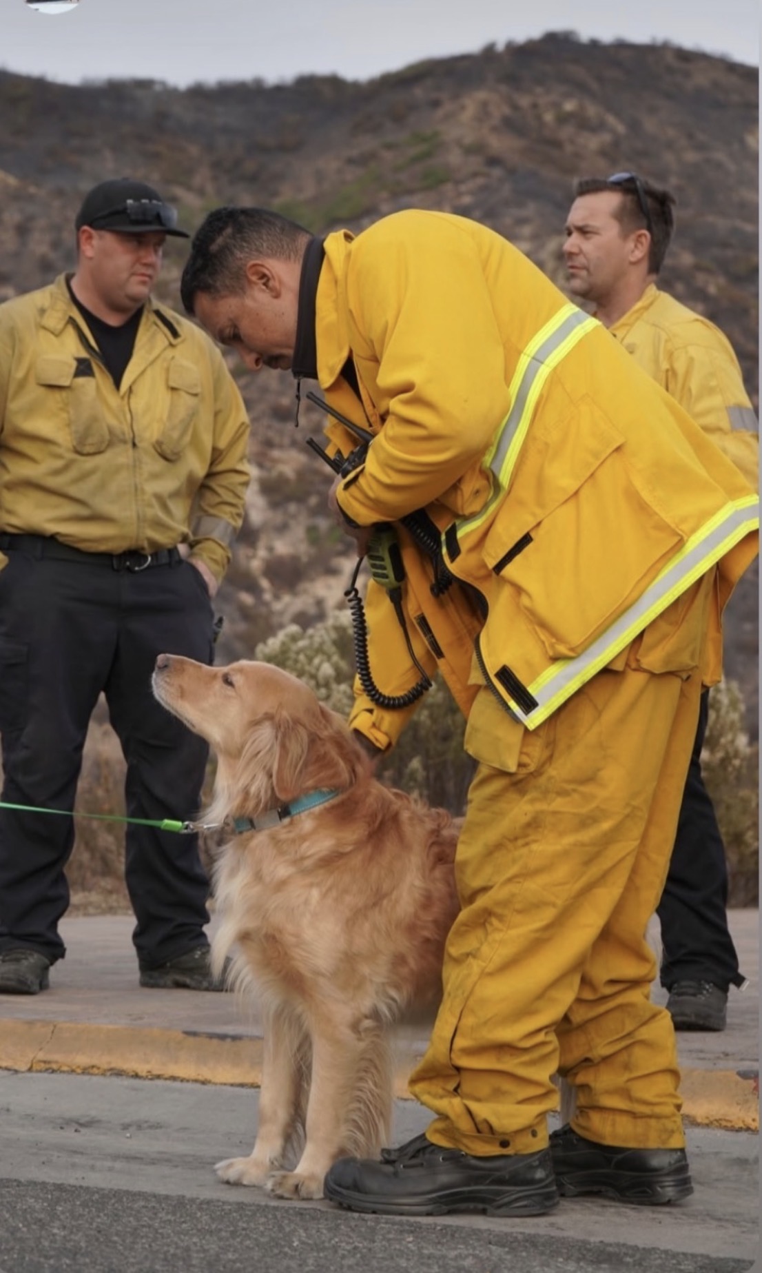 Firefighters greeting a golden retriever with burned landscape behind them