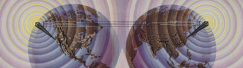 quartex create digital collections