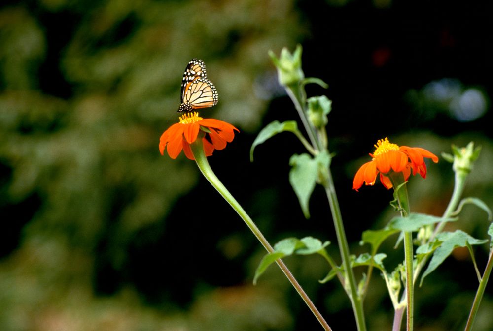 California Poppies