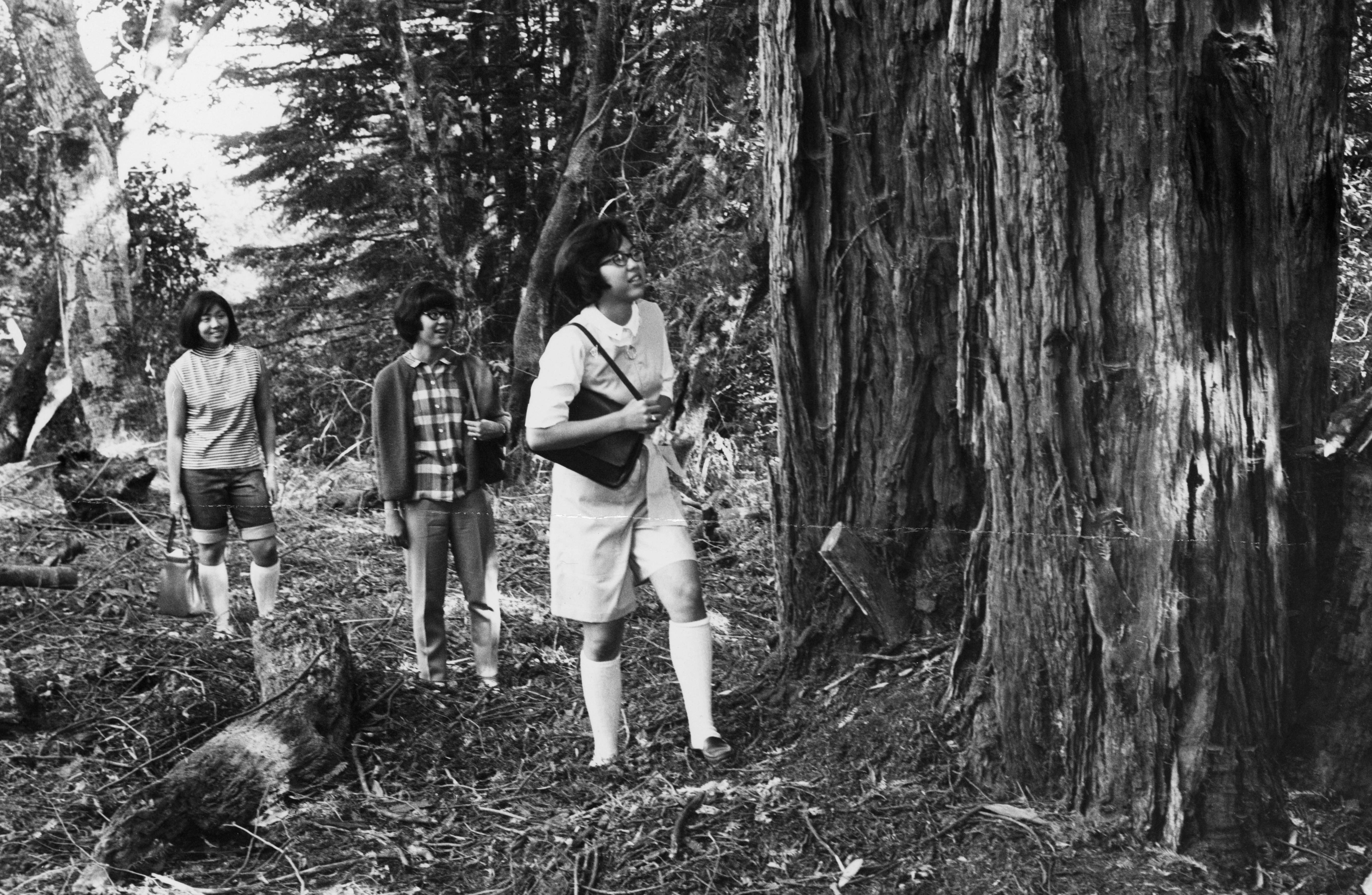 UCSC pioneer class students Pat Watanabe, Joan Hirose and Ann Hirose in the woods on campus