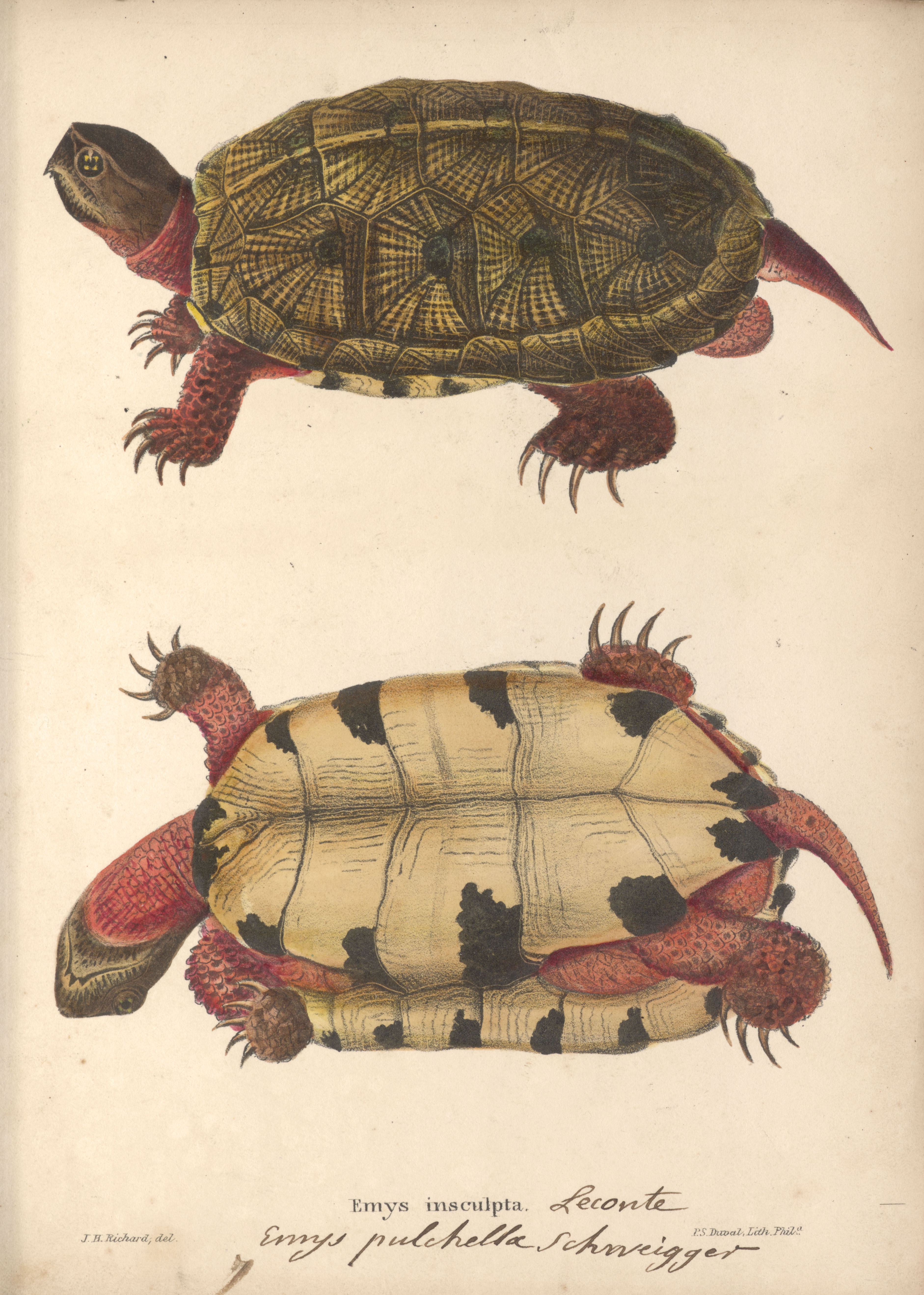 Sketchbook of John H. Richard